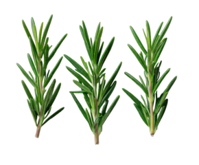 Three sprigs of fresh green herb with needle-like leaves