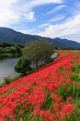 岐阜県津屋川の河川敷を真っ赤に染める彼岸花群生と川の風景

