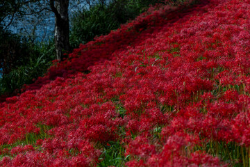 川沿いに咲き誇る赤い彼岸花の群生と秋の自然風景