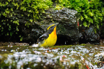 キビタキ, Narcissus Flycatcher, Ficedula narcissina, ヒタキ科
山梨県富士吉田市大洞の水場-2025
山中湖の別荘地内にある水場。
崖から美しい清水が湧くポイントで、古くから登山者が水を飲んだり、野鳥が水浴びをしたりする。

