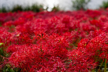 秋に咲き広がる真っ赤な彼岸花の群生と美しいボケ背景
