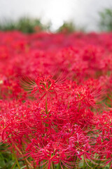 秋に咲き広がる真っ赤な彼岸花の群生と美しいボケ背景