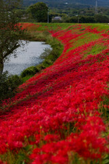岐阜県津屋川の河川敷を真っ赤に染める彼岸花群生と川の風景

