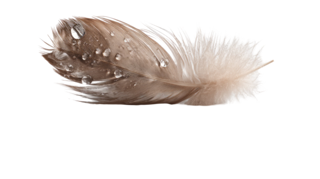 Isolated single soft feather of a bird with water drops on a white background - Powered by Adobe