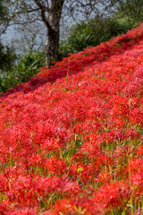 秋に咲き広がる真っ赤な彼岸花の群生と美しいボケ背景