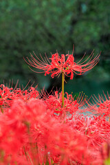 岐阜県津屋川の群生地で咲きそろう真っ赤な彼岸花のクローズアップ

