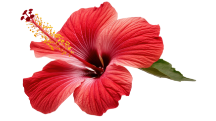 Vibrant red hibiscus flower showcasing large petals and rich color with detailed texture isolated on white background