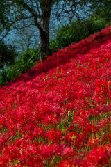 岐阜県津屋川の河川敷を真っ赤に染める彼岸花群生と川の風景

