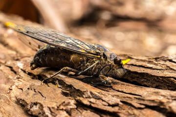 A large cicada insect clings to the textured bark of a tree. A detailed macro shot from nature, showcasing the creature's camouflage and intricate wings in its natural forest habitat