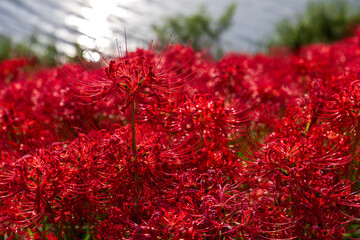 岐阜県津屋川の群生地で咲きそろう真っ赤な彼岸花のクローズアップ

