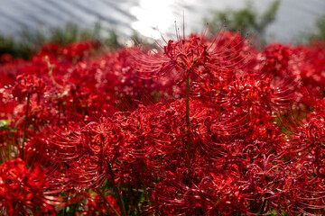 秋に咲き広がる真っ赤な彼岸花の群生と美しいボケ背景