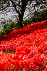 川沿いに咲き誇る赤い彼岸花の群生と秋の自然風景
