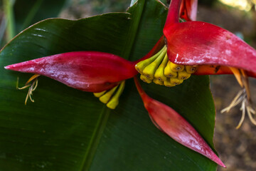 Obraz premium Close-up of Heliconia psittacorum, showcasing its vibrant red and yellow bracts and intricate floral structure in Brazil. A tropical beauty.