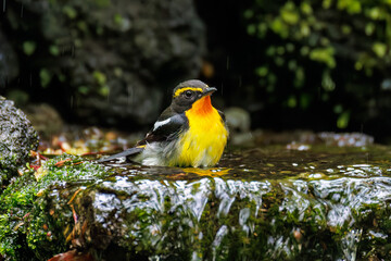 キビタキ, Narcissus Flycatcher, Ficedula narcissina, ヒタキ科
山梨県富士吉田市大洞の水場-2025
山中湖の別荘地内にある水場。
崖から美しい清水が湧くポイントで、古くから登山者が水を飲んだり、野鳥が水浴びをしたりする。
