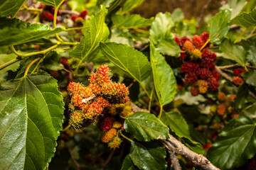 Close-up of ripe and unripe mulberries on the branch. The detailed texture of the fruit cluster is surrounded by vibrant green leaves, showcasing the natural growth of this sweet, edible berry.