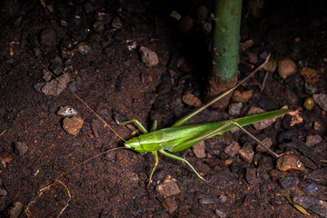 A vibrant green katydid, or bush-cricket, rests on dark, rich soil in Brazil. This detailed macro shot highlights the insect's leaf-like camouflage, long antennae, and natural garden habitat.