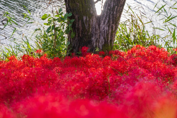 川辺の木陰に広がる真っ赤な彼岸花の群生と秋の風景