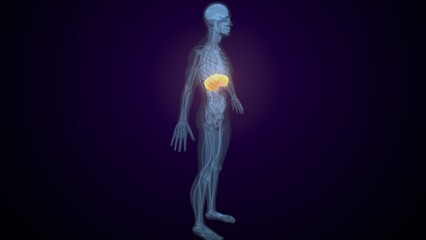 Obraz premium Male diaphragm anatomy. 3d render