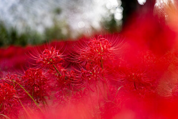 川辺の木陰に広がる真っ赤な彼岸花の群生と秋の風景