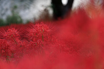 川辺の木陰に広がる真っ赤な彼岸花の群生と秋の風景