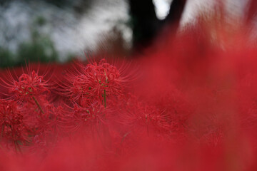川辺の木陰に広がる真っ赤な彼岸花の群生と秋の風景