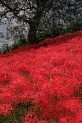 川辺の木陰に広がる真っ赤な彼岸花の群生と秋の風景