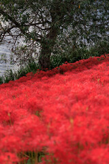 川辺の木陰に広がる真っ赤な彼岸花の群生と秋の風景