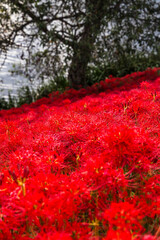川辺の木陰に広がる真っ赤な彼岸花の群生と秋の風景