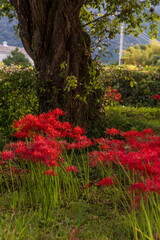 秋の公園で咲き誇る真紅の彼岸花と大木の風景