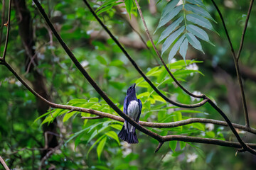 オオルリ, Blue-and-white Flycatcher, Cyanoptila cyanomelana, ヒタキ科,
森戸川林道逗子市神奈川県-2025