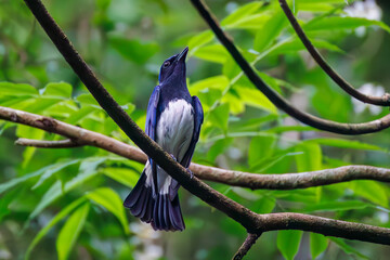 Obraz premium オオルリ, Blue-and-white Flycatcher, Cyanoptila cyanomelana, ヒタキ科, 森戸川林道逗子市神奈川県-2025