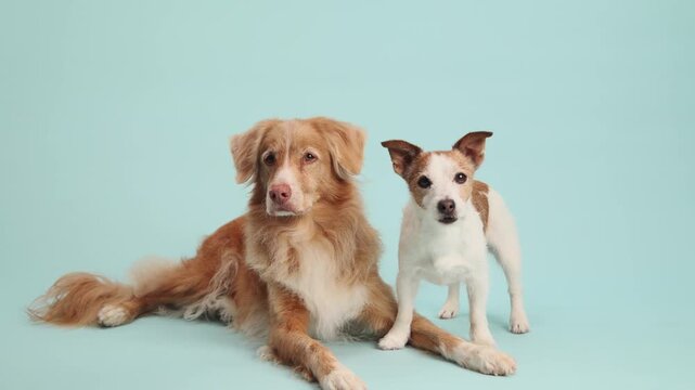 Both dogs pose together on a pastel surface facing the camera in studio light.