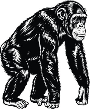 Vector illustration of chimpanzee black and white primate ape drawing eps silhouette