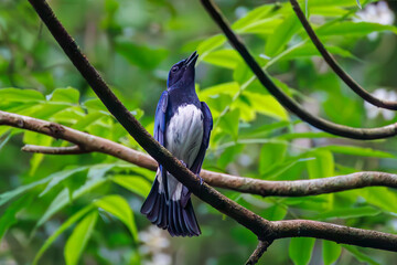 オオルリ, Blue-and-white Flycatcher, Cyanoptila cyanomelana, ヒタキ科,
森戸川林道逗子市神奈川県-2025