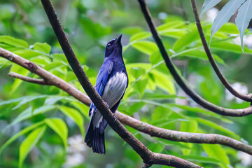 オオルリ, Blue-and-white Flycatcher, Cyanoptila cyanomelana, ヒタキ科,
森戸川林道逗子市神奈川県-2025