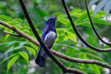 オオルリ, Blue-and-white Flycatcher, Cyanoptila cyanomelana, ヒタキ科,
森戸川林道逗子市神奈川県-2025