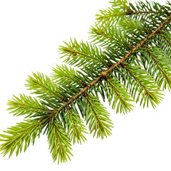 Obraz premium christmas tree branch