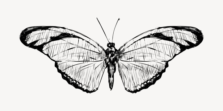 Julia butterfly animal illustration vector