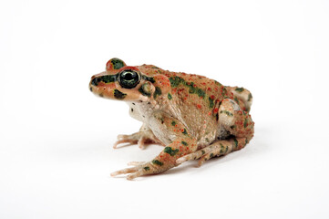 Atlaskröte // Brongersma's toad, Tiznit toad (Barbarophryne brongersmai) - Marokko 