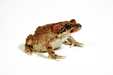 Fototapeta premium Atlaskröte // Brongersma's toad, Tiznit toad (Barbarophryne brongersmai) - Marokko 
