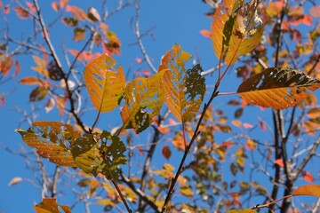 Autumn Leaves with Insect Holes Against a Clear Blue Sky, Symbolizing Imperfection and Natural Decay