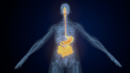 Male digestive system. 3d illustrations
