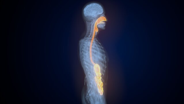 Male digestive system. 3d illustrations