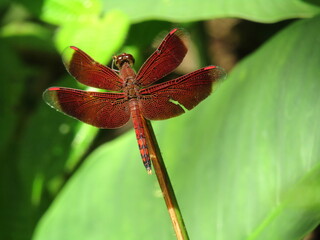 Beautiful red dragonfly macro close-up on a wild flower, leaf, and grass in summer nature