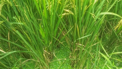 oryza sativa and water lettuce plant 