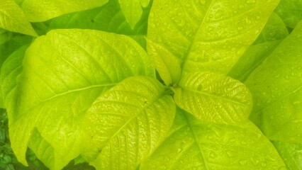 green leaf texture with water drop