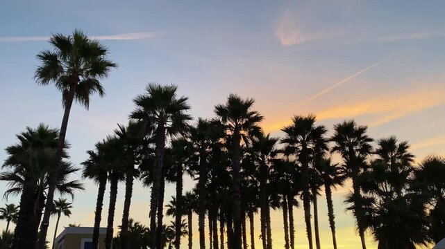 Tall palms frame the El Palmar skyline as the sky burns with golden and orange tones at the begining of a surf day