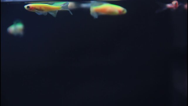 Group of vibrant long fin danio fish moving smoothly in a clean aquarium tank under blue light