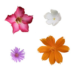 set of flowers element.perfect for invitation card decoration 