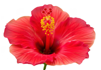 A vibrant red hibiscus flower isolated on a transparent background, showcasing its delicate petals and intricate stamen